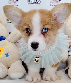 Corgi