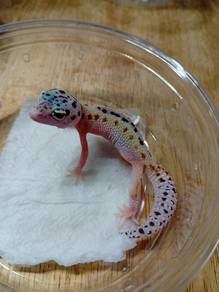 Leopard Gecko