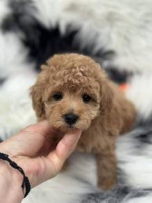 Cuddlesome Poodle Little Cute Bear Face Puppy Baby