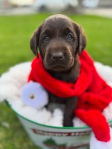 Labrador retriever f