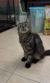 Mainecoon proven female cat kucing