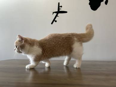 Munchkin cream (Supershort) Female 1