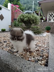 Pomeranian Puppy 