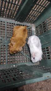 Guinea pig abyssinian