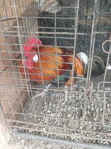 Ayam Kacuk/Lapis