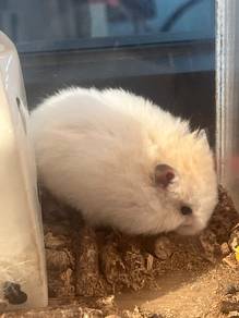Syrian Big Bone For Sale