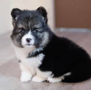 CORGI PUPPIES C0175 🌻 Available Female
