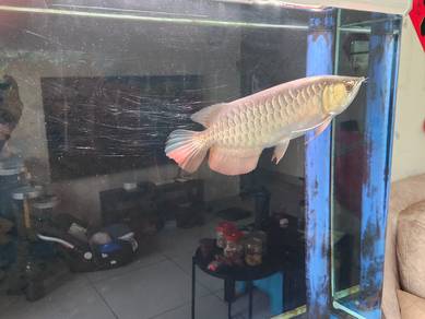 full aquarium with fish