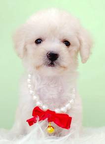 Poodle