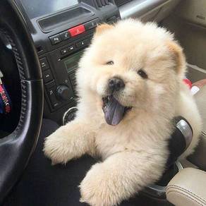 CC100 Chow Chow puppies