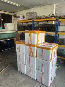 Polystyrene Box/ Kotak Gabus (2/1/1 Kaki)