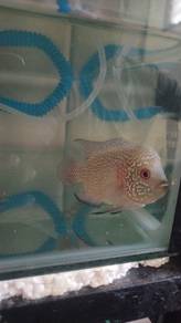 ikan flowerhorn 