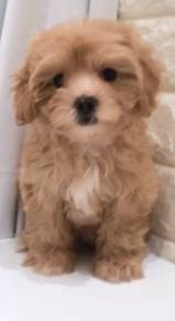 J0113 Maltipoo Brown Teddy Bear Puppy