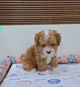Parti Poodle Puppy 