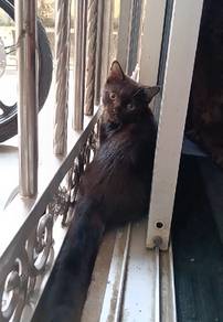 Non Standard Munchkin