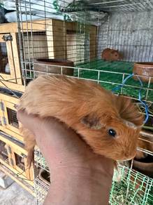 Guinea Pig / Tikus Belanda