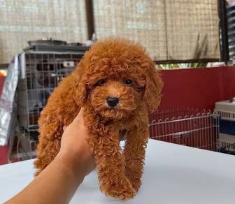 cavapoo puppy8