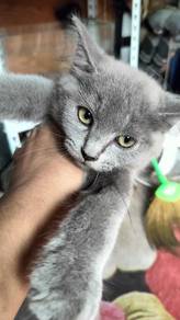 Blh mix Bsh 