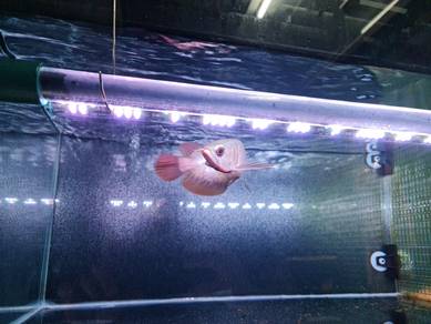 Banjar Red Indonesia Arowana