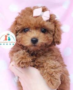 Poodle