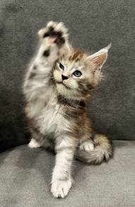 Purebred Female Mainecoon kitten.
