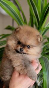 Fuzzy Pomeranian Teddy Bear Dog Cute Fluffy Puppy