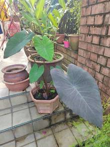 Colocasia black