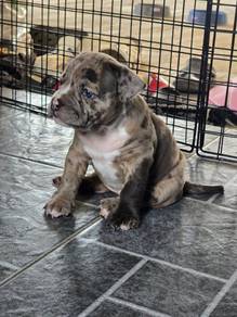 American Bully (Exotic Type) Female Merle