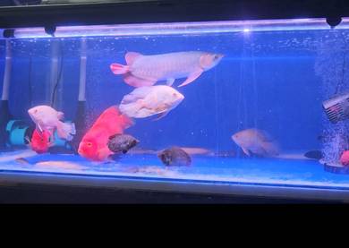 Arowana Sepauk Super Red Indonesia