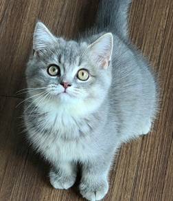 British short hair kitten