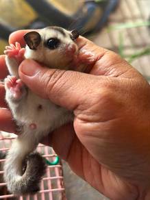 sugar glider