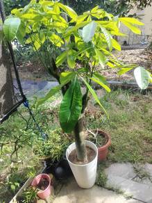 pachira plants,money plants,发财树