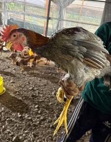 Ayam Kampung Hidup Borong MURAH