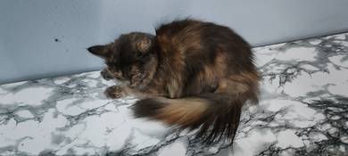 Kucing / Cat Bulu Tebal (Mix Mainecoon) 
