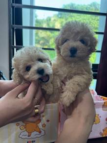 Tiny Poodle ×2 Ekor