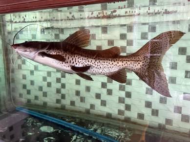 Catfish