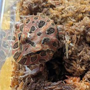 pacman katak frog