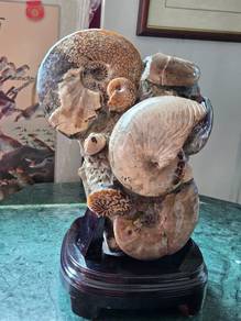 Madagascar Large Ammonite clusters with stand.