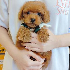 Poodle