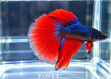 ikan karing
