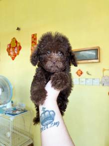 Tiny poodle Male cola color 3 month bear face