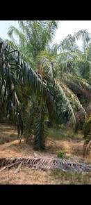 Agricultural Land in Sungai Siput, PRK