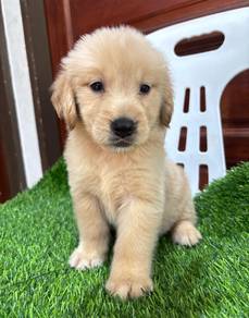 Golden retriever 