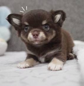CHIHUAHUA PUPPIES VIP263🌷Head Apple Cute Dog