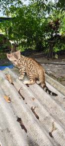 bengal