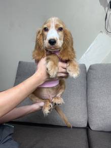 Cocker spaniel puppy