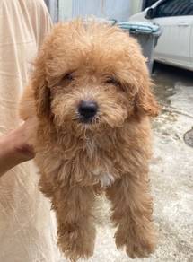 Poodle puppy