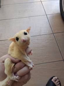 Leucistic Sugar Glider 