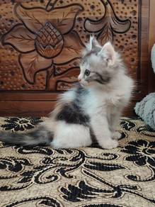 Domestic Long Hair (Persian Mix)