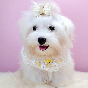 Maltese